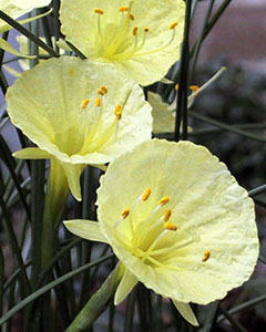 Narcis species Julia Jane 5/+, 100 kusov